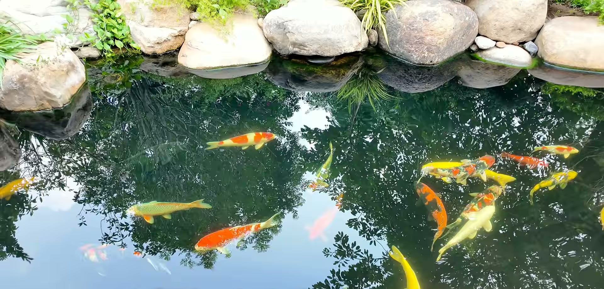 Bể cá koi nhiều màu giữa các tảng đá trong sân sau căn biệt thự đầu hồi đảo Ecopark