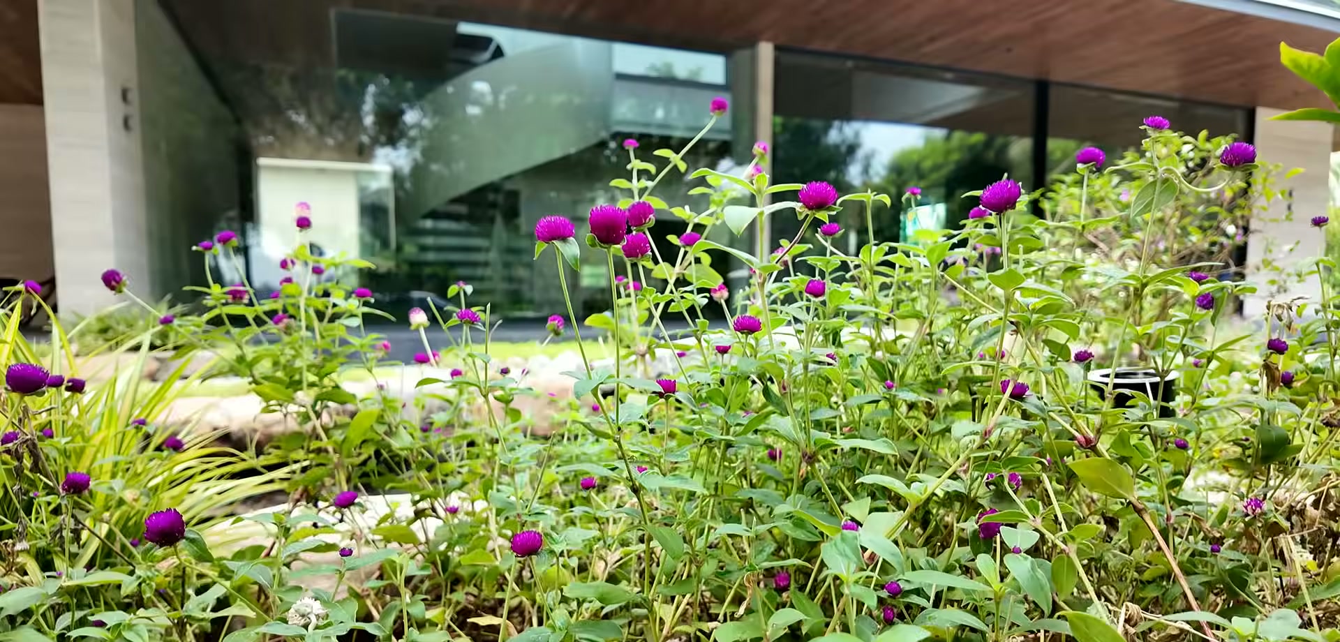 Khóm hoa tím nở trong tiểu cảnh sân vườn, phía sau là khung kính căn biệt thự đầu hồi Ecopark