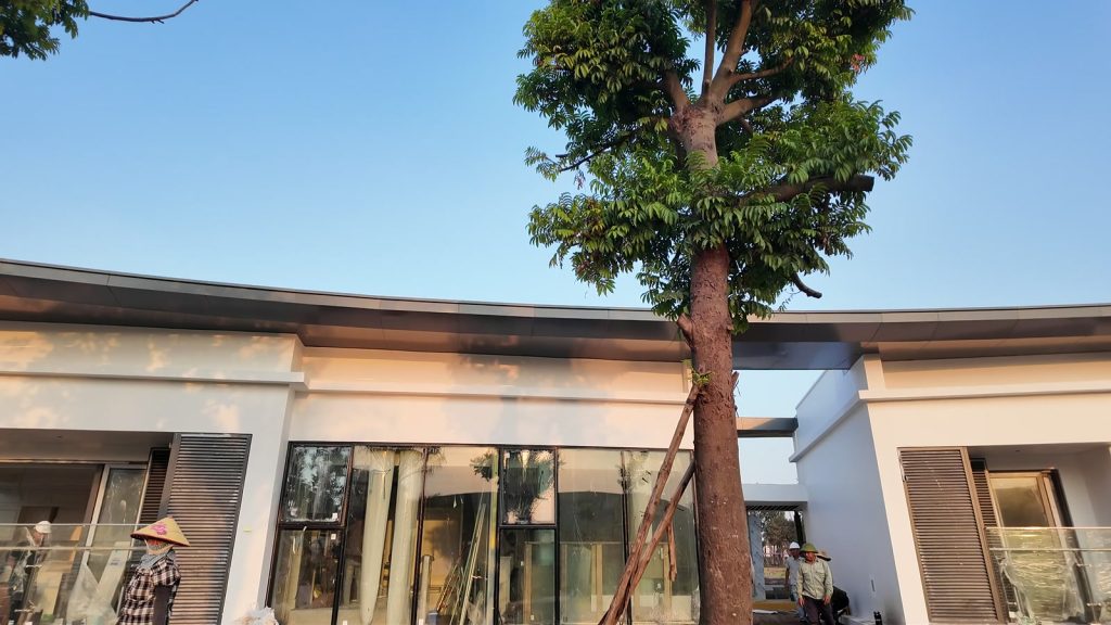 Nhà mẫu cao tầng phân khu Alumi ở Alluvia City đang lắp nội thất, xung quanh đang trồng cây